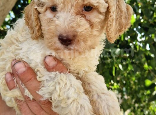 Klasi̇k  Poodle Yavrularimiz Pet Pasaportlu Ve Mi̇kroçi̇pli̇ görsel
