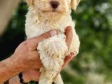 Klasi̇k  Poodle Yavrularimiz Pet Pasaportlu Ve Mi̇kroçi̇pli̇