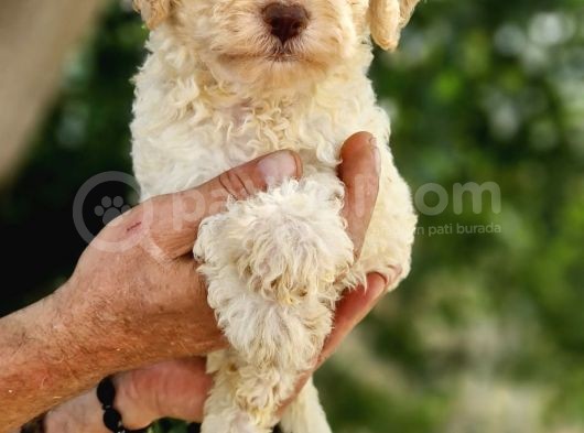 Klasi̇k  Poodle Yavrularimiz Pet Pasaportlu Ve Mi̇kroçi̇pli̇ görsel