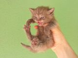 Chocolate Bri̇ti̇sh Shorthai̇r Yavrularimiz
