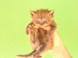 Chocolate Bri̇ti̇sh Shorthai̇r Yavrularimiz