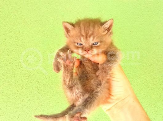 Chocolate Bri̇ti̇sh Shorthai̇r Yavrularimiz görsel