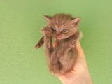 Chocolate Bri̇ti̇sh Shorthai̇r Yavrularimiz