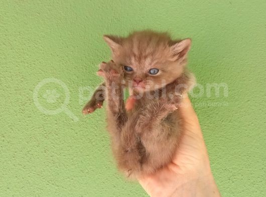 Chocolate Bri̇ti̇sh Shorthai̇r Yavrularimiz görsel