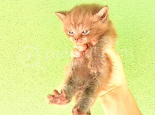 Chocolate Bri̇ti̇sh Shorthai̇r Yavrularimiz görsel