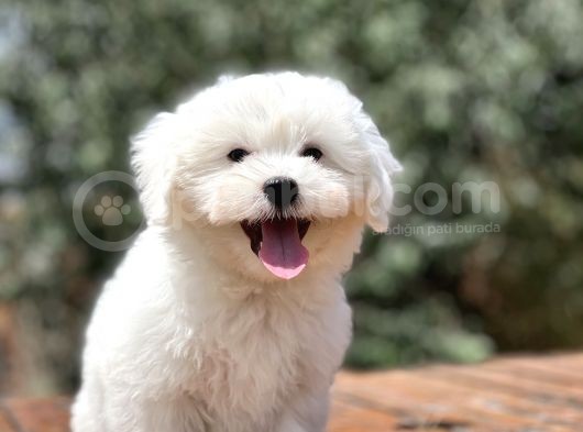Show Kalite Maltese Terier Bebekler