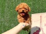 Mi̇ni̇ Toy Poodle Bebekler