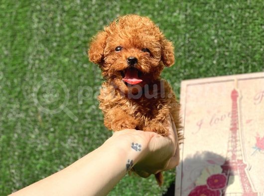 Mi̇ni̇ Toy Poodle Bebekler görsel