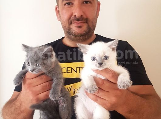 British Shorthair Yavruları görsel