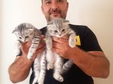 Scottish Fold Yavrular
