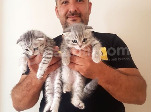 Scottish Fold Yavrular