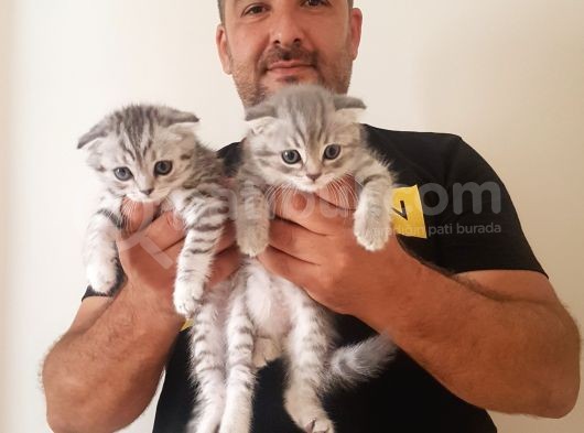 Scottish Fold Yavrular görsel