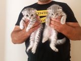 Scottish Fold Yavrular