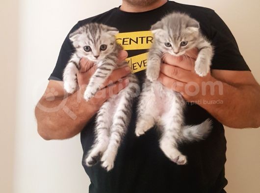 Scottish Fold Yavrular görsel