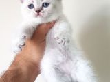 British Shorthair Yavruları