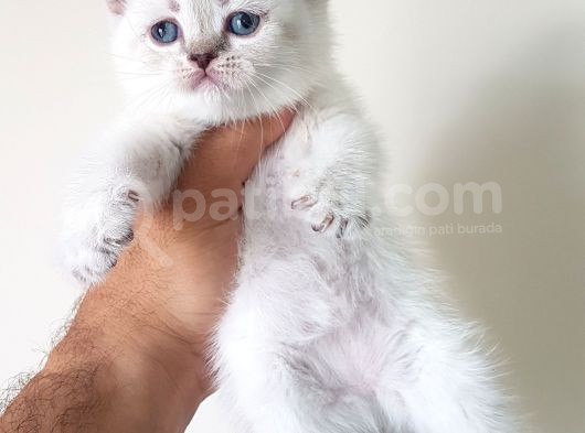 British Shorthair Yavruları