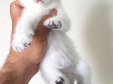 British Shorthair Yavruları