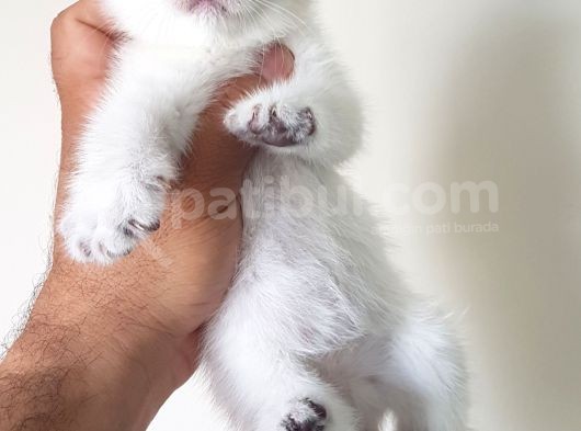 British Shorthair Yavruları görsel