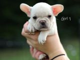 Fransız Bulldog Egzotik Köpek Yavruları