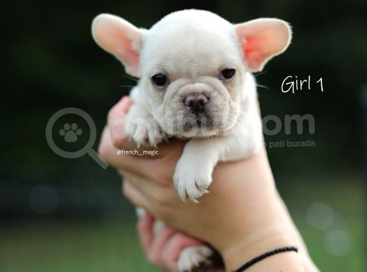 Fransız Bulldog Egzotik Köpek Yavruları görsel
