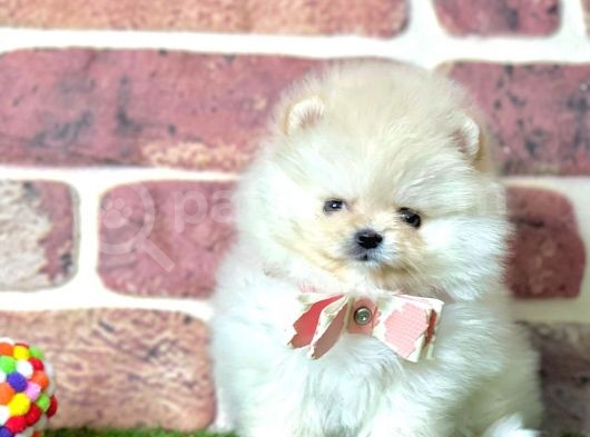 Show Kali̇te Pomerani̇an Boo Yavrular