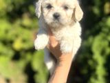 Maltese Bebeklerim