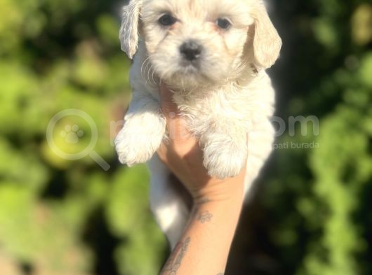 Maltese Bebeklerim görsel