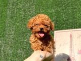 Mi̇ni̇ Toy Poodle Bebekler