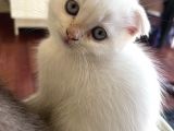2 Aylık Scottish Fold Ful Beyaz Yavrum