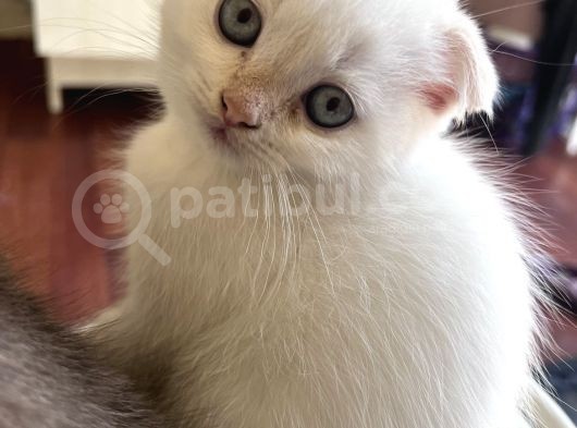 2 Aylık Scottish Fold Ful Beyaz Yavrum görsel