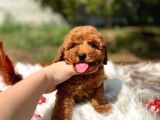 Bebek Surat Toy Poodle Yavrular