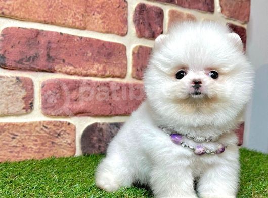 Show Kali̇te Pomerani̇an Boo Yavrular görsel