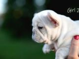 Fransız Bulldog Egzotik Köpek Yavruları