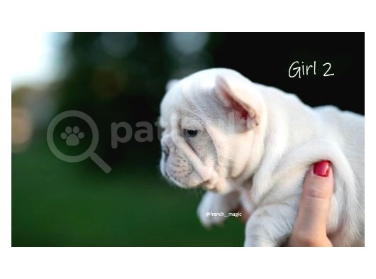Fransız Bulldog Egzotik Köpek Yavruları görsel