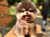 Black and Tan Pomerani̇an Erkek