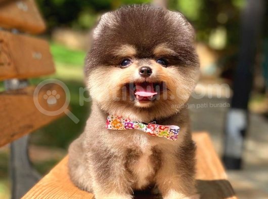 Black And Tan Pomerani̇an Erkek