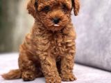 Safkan Toy Poodle Bebekler