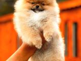 En Kaliteli Pomeranian Boo
