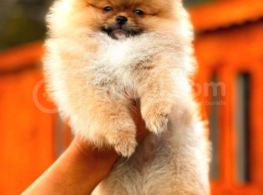 En Kaliteli Pomeranian Boo görsel
