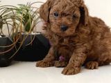 Safkan Toy Poodle Bebekler