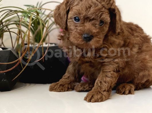Safkan Toy Poodle Bebekler görsel