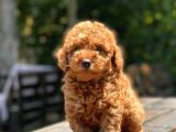 Red Toy Poodle Yavrular