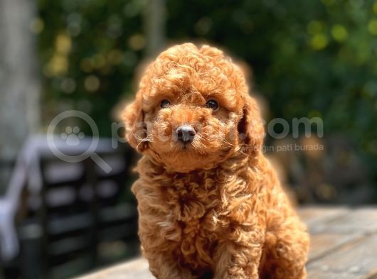 Red Toy Poodle Yavrular görsel