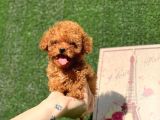 Mi̇ni̇ Toy Poodle Bebekler