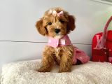 Orjinal Maltipoo Yavrular Saglik Garantili