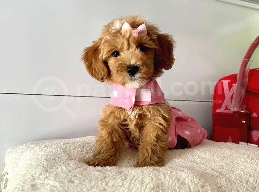 Orjinal Maltipoo Yavrular Saglik Garantili