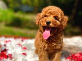Bebek Surat Toy Poodle Yavrular