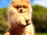 Teacup Di̇şi̇ Pomerani̇an Orange