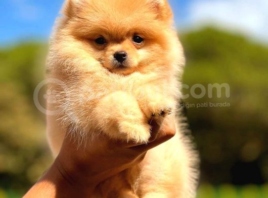 Teacup Di̇şi̇ Pomerani̇an Orange görsel
