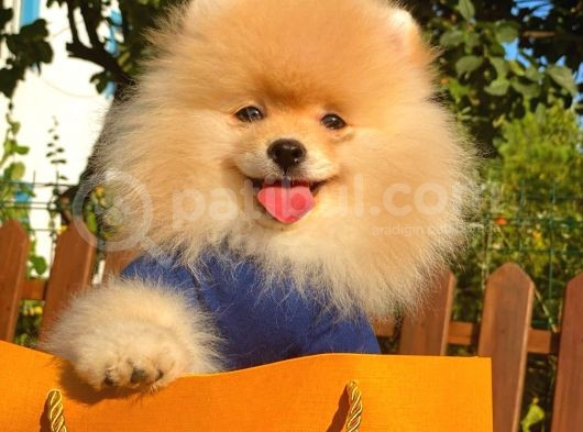 Show Kali̇te Pomerani̇an Bebekler görsel